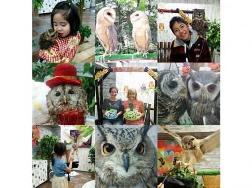 フクロウカフェ 東京 池袋動物カフェ フクロウカフェ ハリネズミとのふれあい体験をお得に体験 平日 時間無制限 池袋駅西口より徒歩3分 アクティビティジャパン