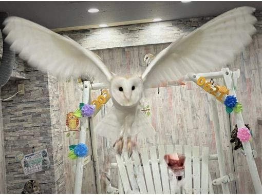 東京 池袋動物カフェ 東京フクロウカフェ ハリネズミとのふれあい体験をお得に同時体験 平日 時間無制限 池袋駅西口より徒歩3分 アクティビティジャパン 東京 池袋動物カフェ 東京フクロウカフェ ハリネズミとのふれあい体験をお得に同時体験 平日 時間無制限 池袋駅西口より徒歩3分 アクティビティジャパン