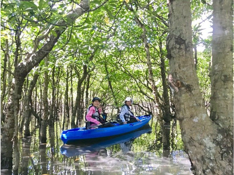 Iriomote Island trekking recommended half-day tour ranking mangrove canoe mangrove forest jungle