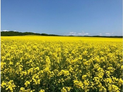 北海道 安平町 女性にオススメ 1日10名 サイクリングで絶景の菜の花畑を巡る アクティビティジャパン