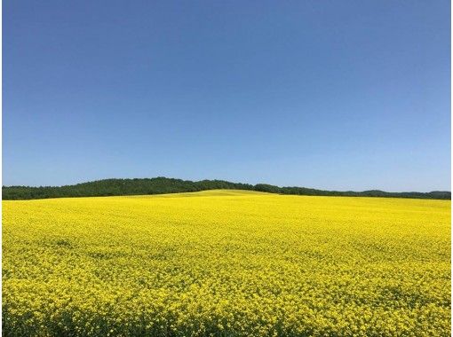 北海道 安平町 女性にオススメ 1日10名 サイクリングで絶景の菜の花畑を巡る アクティビティジャパン