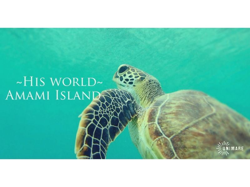 Spectacular Amami Skin Diving Tour | Beach entry into a world of wonder! (Half-day or Full-day)の紹介画像