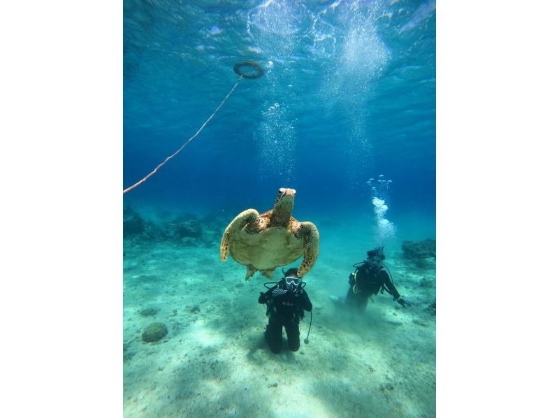 [Kagoshima ・ Amami Oshima】 Snorkeling& Experience Diving of 1-Day tourの紹介画像