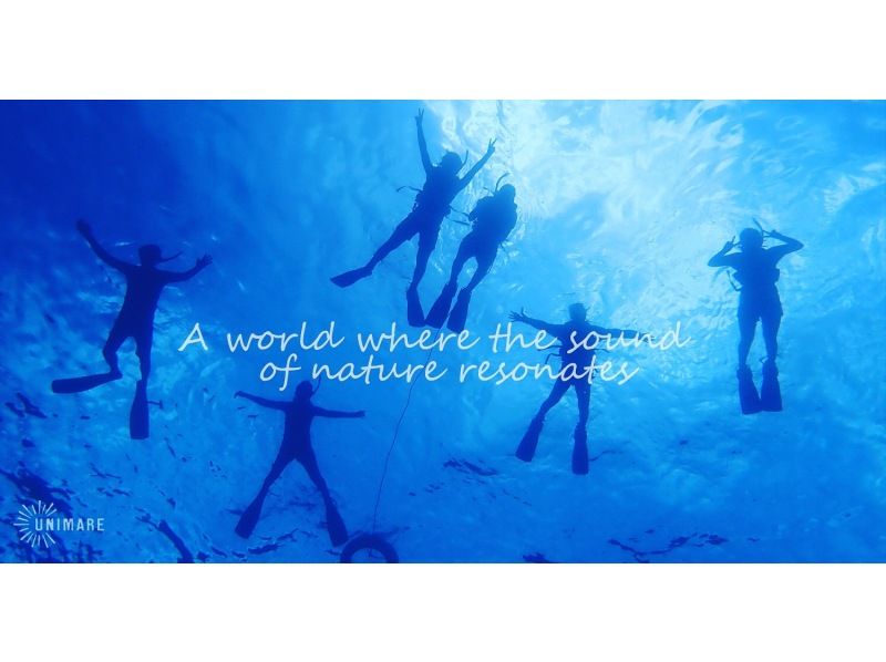 [Kagoshima ・ Amami Oshima】 skin Diving& Experience Diving of 1-Day tourの紹介画像