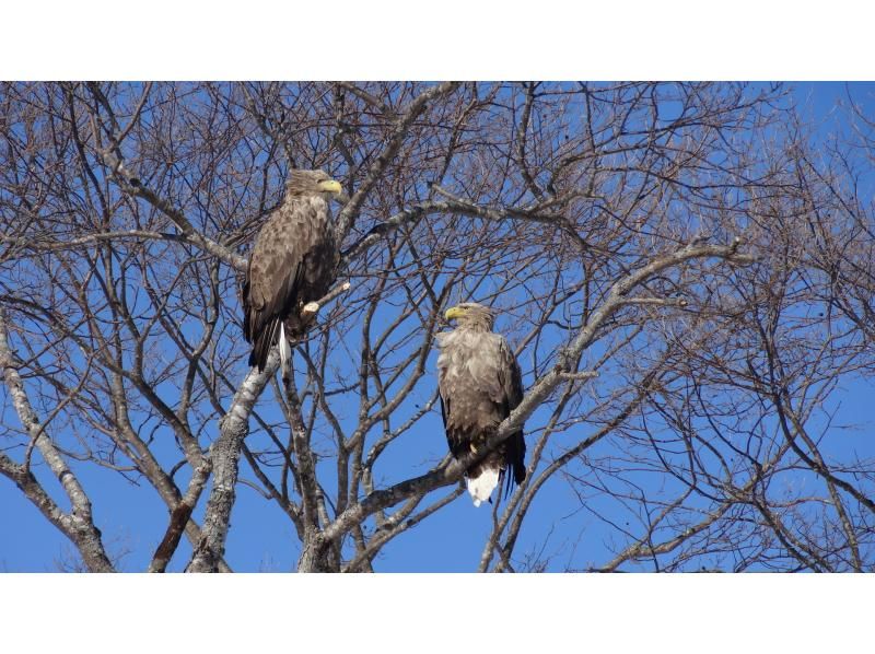 【北海道・釧路湿原・釧路川】少し遅めの出発！昼どきカヌー体験の紹介画像