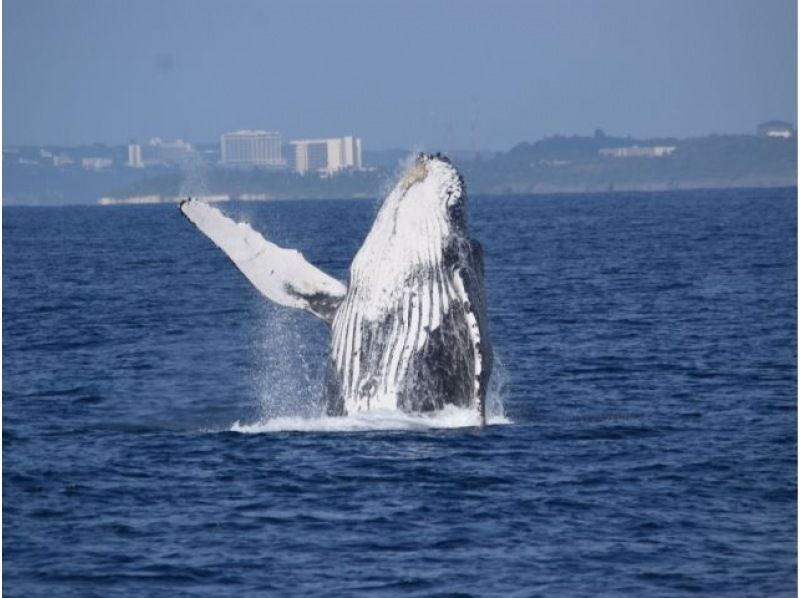 【직전 예약 가능】동계 한정! ●코로나 대책 적용 플랜 ●북부발 고래 워칭&추라우미 티켓 첨부 플랜♪전액 환불 보증(2월・3월)★の紹介画像
