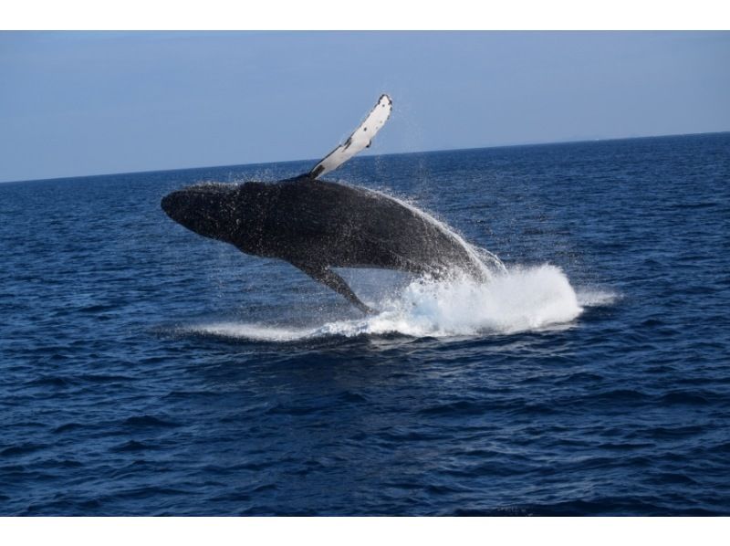 [สำนักงานใหญ่ของโอกินาว่า] ฤดูหนาวเท่านั้น! อัตราการเผชิญหน้า 98%!ดูฝูงปลาวาฬครึ่งวันจากตั๋วพิพิธภัณฑ์สัตว์น้ำ Motobu Port-Churaumi!の紹介画像