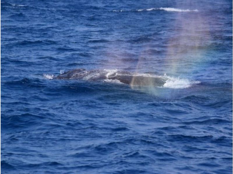 【직전 예약 가능】동계 한정! ●코로나 대책 적용 플랜 ●북부발 고래 워칭&추라우미 티켓 첨부 플랜♪전액 환불 보증(2월・3월)★の紹介画像