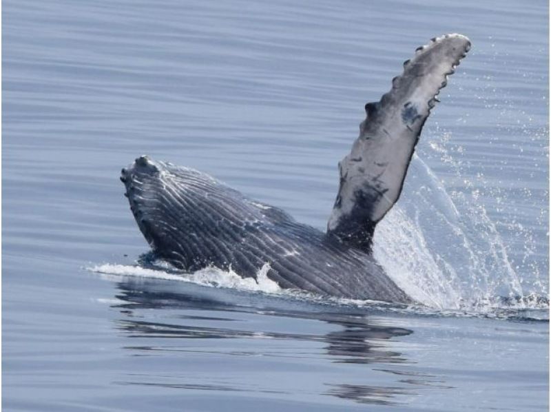 【직전 예약 가능】동계 한정! ●코로나 대책 적용 플랜 ●북부발 고래 워칭&추라우미 티켓 첨부 플랜♪전액 환불 보증(2월・3월)★の紹介画像