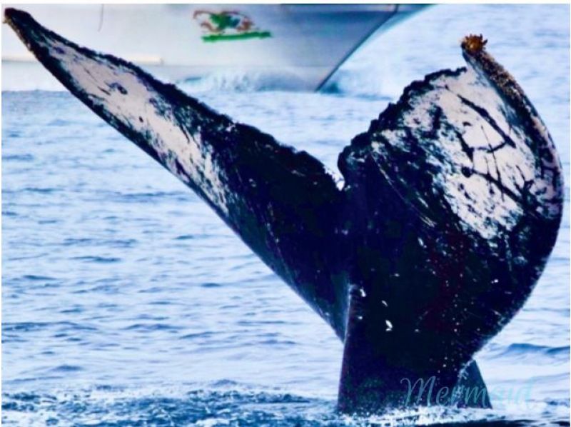 【직전 예약 가능】동계 한정! ●코로나 대책 적용 플랜 ●북부발 고래 워칭&추라우미 티켓 첨부 플랜♪전액 환불 보증(2월・3월)★の紹介画像