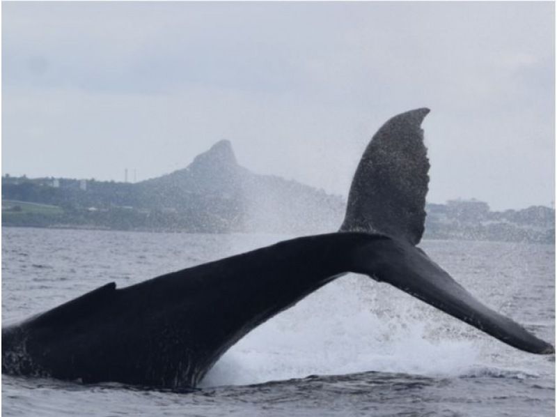 【직전 예약 가능】동계 한정! ●코로나 대책 적용 플랜 ●북부발 고래 워칭&추라우미 티켓 첨부 플랜♪전액 환불 보증(2월・3월)★の紹介画像