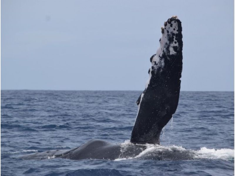 【직전 예약 가능】동계 한정! ●코로나 대책 적용 플랜 ●북부발 고래 워칭&추라우미 티켓 첨부 플랜♪전액 환불 보증(2월・3월)★の紹介画像