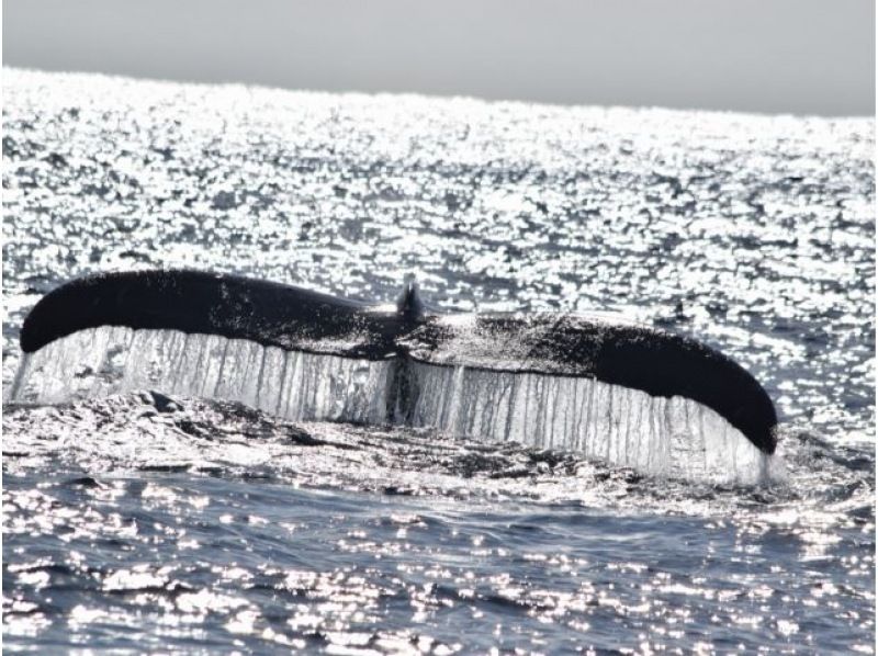 【직전 예약 가능】동계 한정! ●코로나 대책 적용 플랜 ●북부발 고래 워칭&추라우미 티켓 첨부 플랜♪전액 환불 보증(2월・3월)★の紹介画像