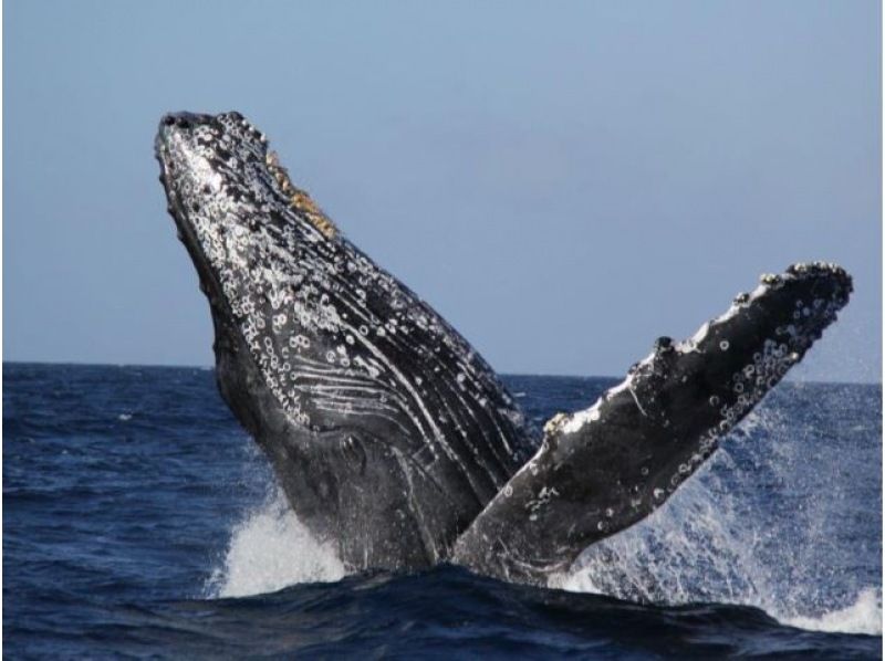 【직전 예약 가능】동계 한정! ●코로나 대책 적용 플랜 ●북부발 고래 워칭&추라우미 티켓 첨부 플랜♪전액 환불 보증(2월・3월)★の紹介画像