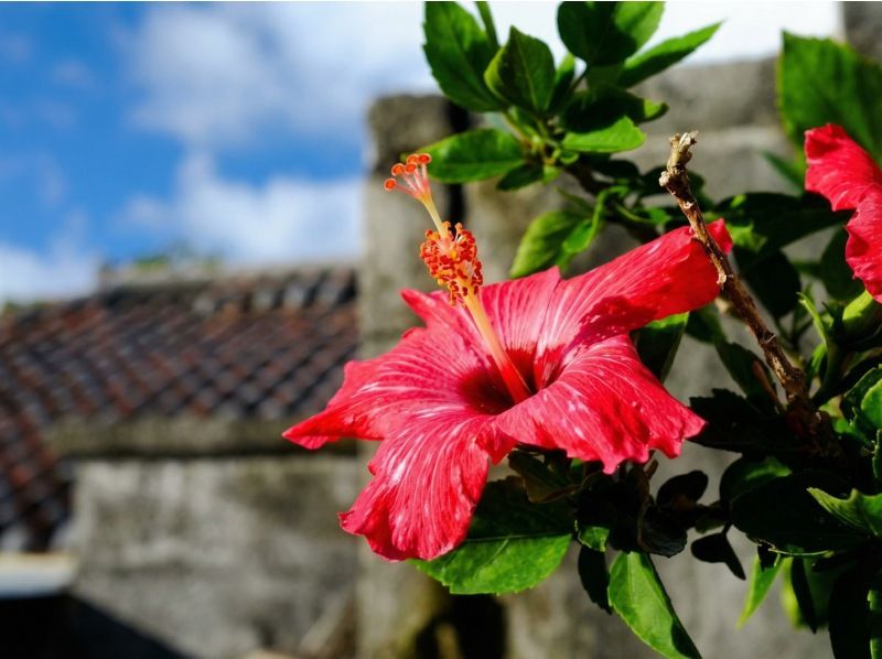 Okinawa, Minna Island [E Plan ◆ Day trip to the beach] Includes a round trip boat ticket to Minna Island, lunch, and one parasol!の紹介画像