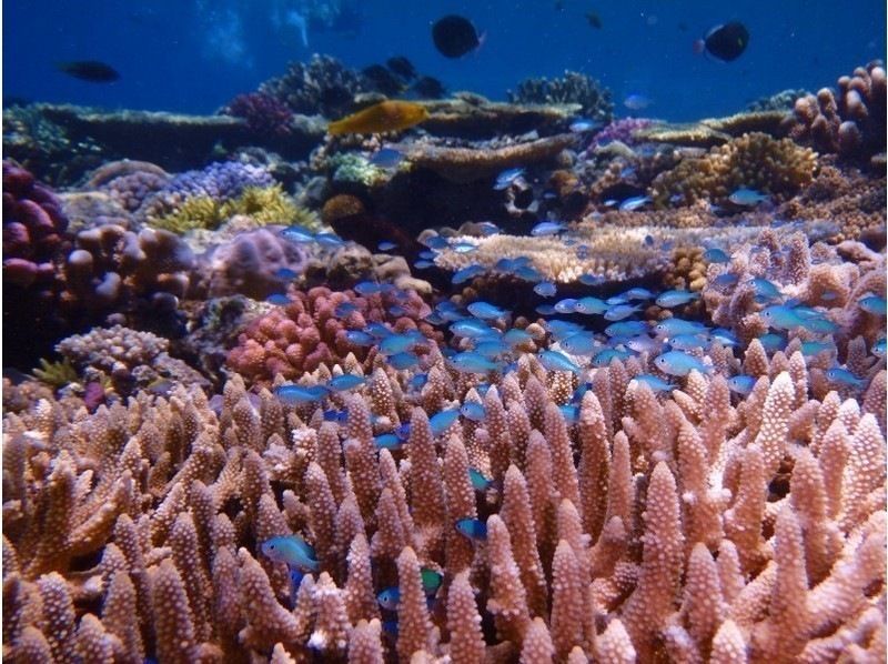 오키나와 &middot; 미나미 섬 【E 플랜 ◆ 당일치기 해수욕】 미나미 섬 왕복 승선권 & 점심 & 파라솔 1 개 포함! !の紹介画像