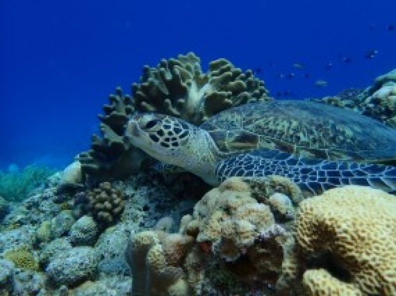 오키나와 &middot; 미나미 섬 【E 플랜 ◆ 당일치기 해수욕】 미나미 섬 왕복 승선권 & 점심 & 파라솔 1 개 포함! !の紹介画像