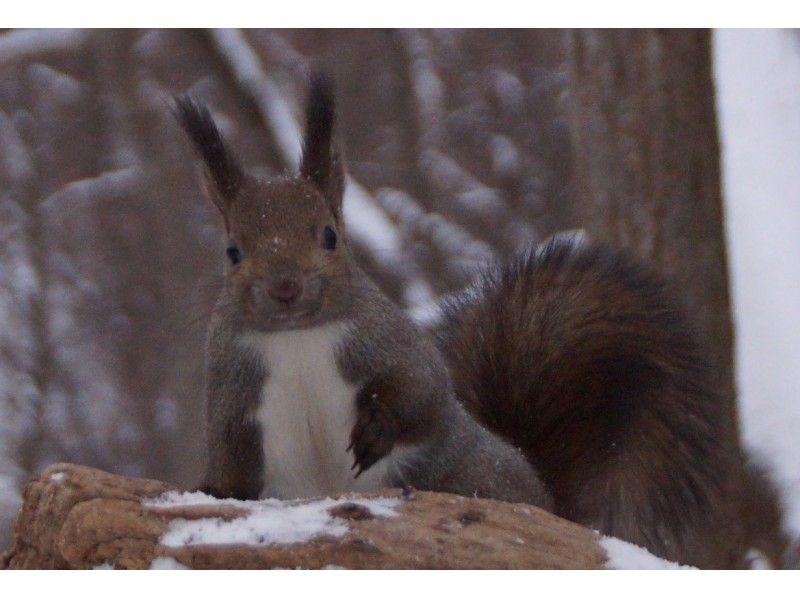 [Hokkaido/Sapporo] "Northern forest trekking tour" where wild animals such as Ezo squirrels liveの紹介画像
