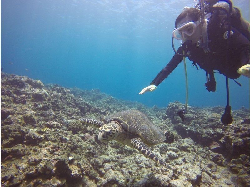 Miyakojima Beach Rental Experience diving Rental Equipment & GoPro Free Rental! !の紹介画像