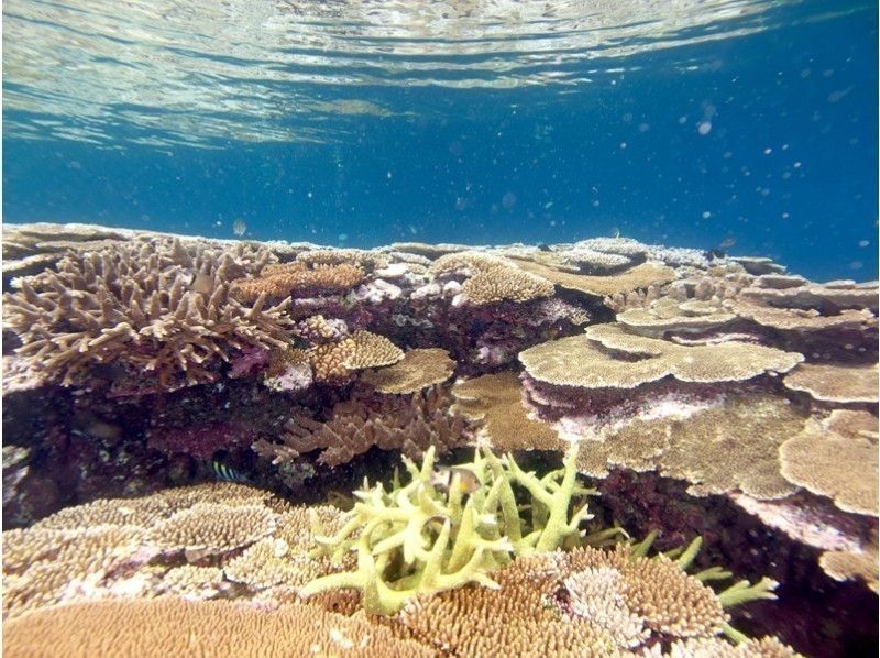 宮古島沙灘包機深潛 GoPro免費租賃！ ！の紹介画像