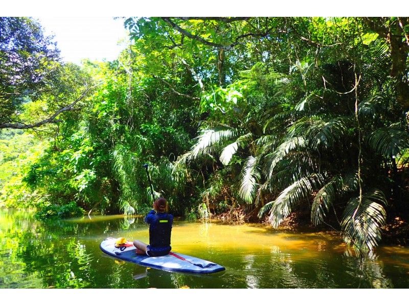 [Okinawa, Iriomote Island] 1 day topical mangrove SUP and waterfall trekking! free photo data!