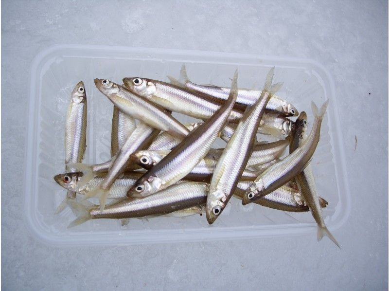 [Hokkaido /Furano] Ice smelt fishing! With tempura tasting! Participation from 6 years old is OK!の紹介画像