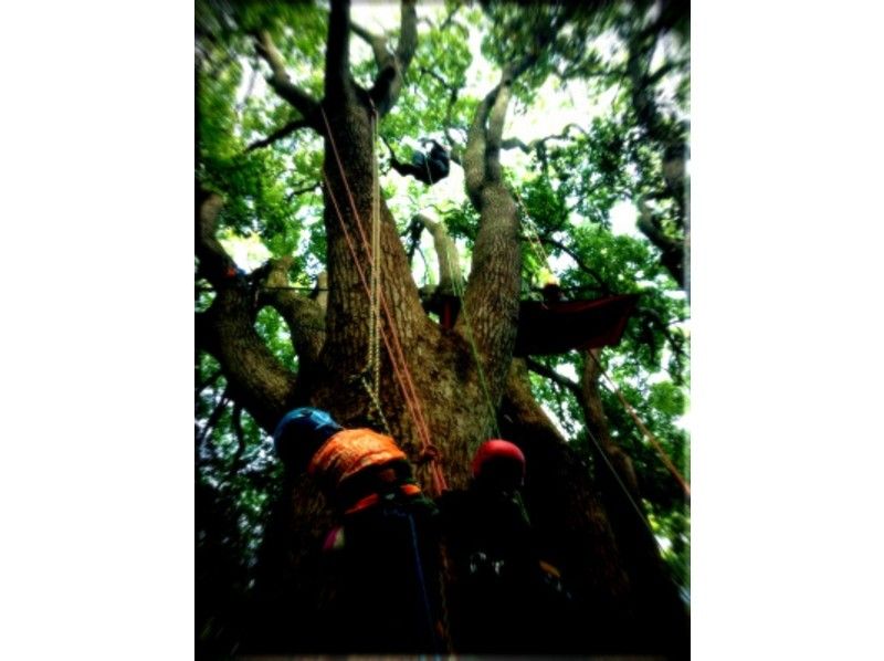 Play on trees! ☆ Lets Tree Climbing ☆の紹介画像