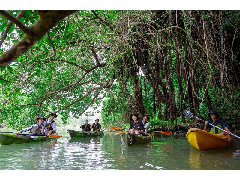 Okinawa Kayaking Recommended Ranking Okinawa Main Island Hisa River Mangrove Forest Kayak Ease Green Tunnel