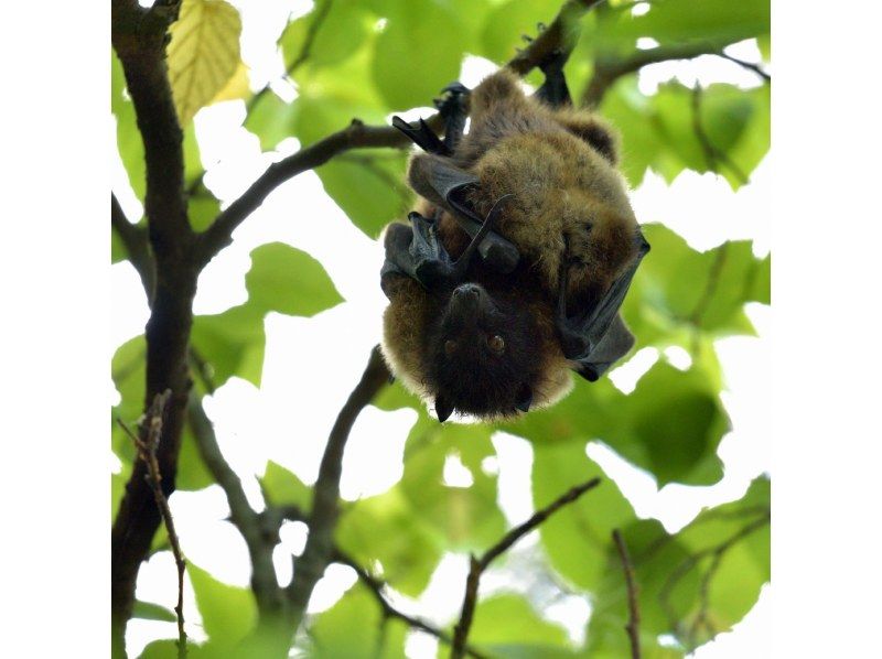 Mangrove Kayak Tour [Reservations available on the day] Tour images included! Suitable for ages 2 and up, popular with families, couples, and girls' trips! Central main island, easy accessの紹介画像