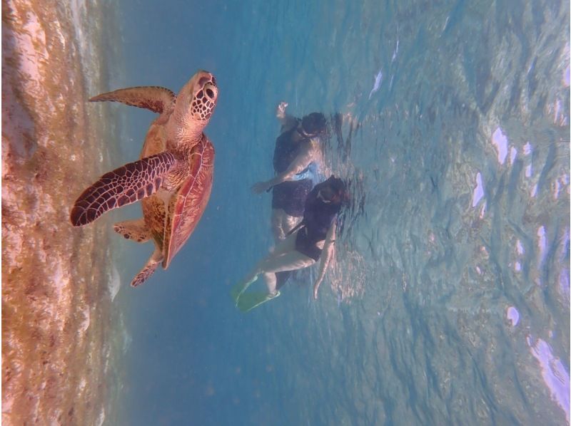 [冲绳/宫古岛]在女性和儿童中的人气正在迅速增加！海龟珊瑚礁、热带鱼浮潜和美人鱼照片在壮观的海滩の紹介画像