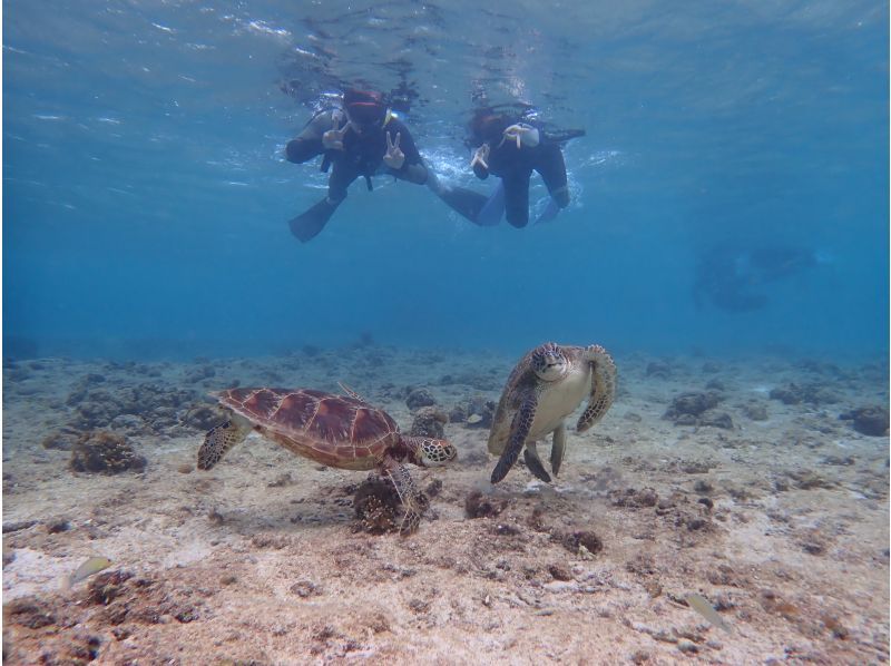 An amazing 100% encounter rate in Miyakojima! Snorkeling where you can get up close to sea turtles! No seasickness! Ages 3 and up OK♡ Free underwater camera rental♡ Free photos and videos! Rain OKの紹介画像