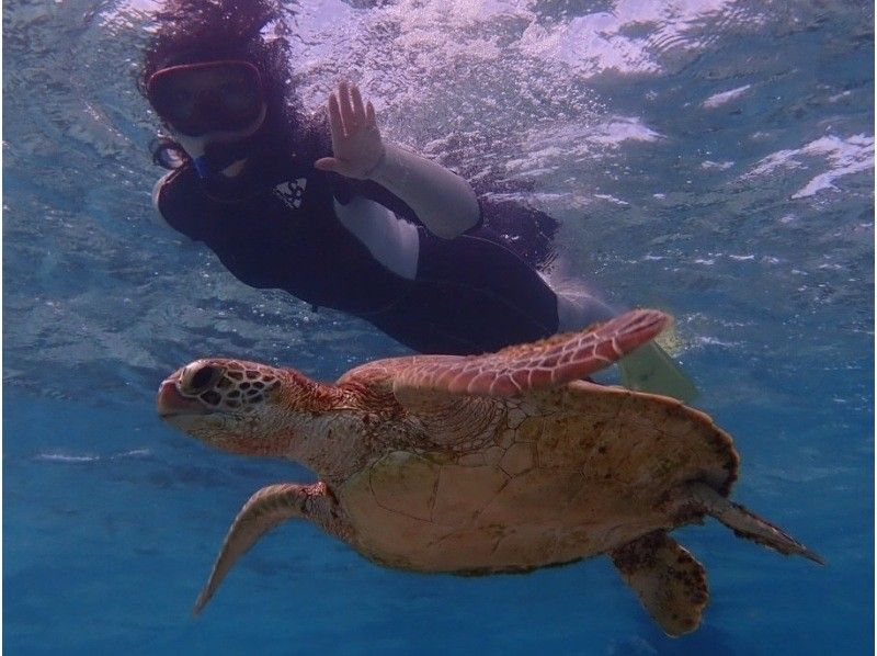 【沖縄・宮古島】驚異の遭遇率100%！ウミガメと大接近できるシュノーケリング！船酔い無!３歳～ok♡水中カメラ無料レンタル可♡写真動画無料の紹介画像
