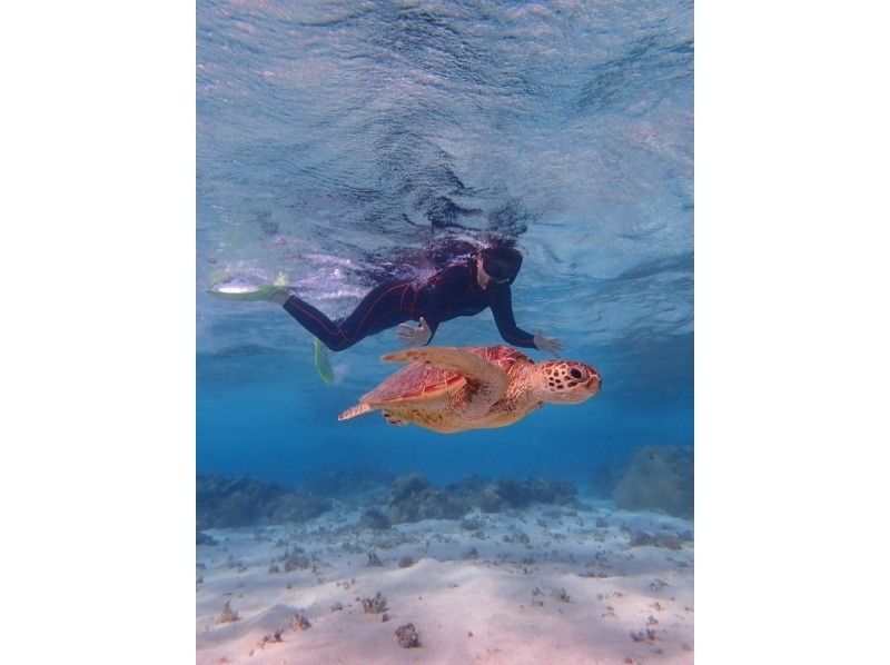 【沖縄・宮古島】驚異の遭遇率100%！ウミガメと大接近できるシュノーケリング！船酔い無!３歳～ok♡水中カメラ無料レンタル可♡写真動画無料の紹介画像