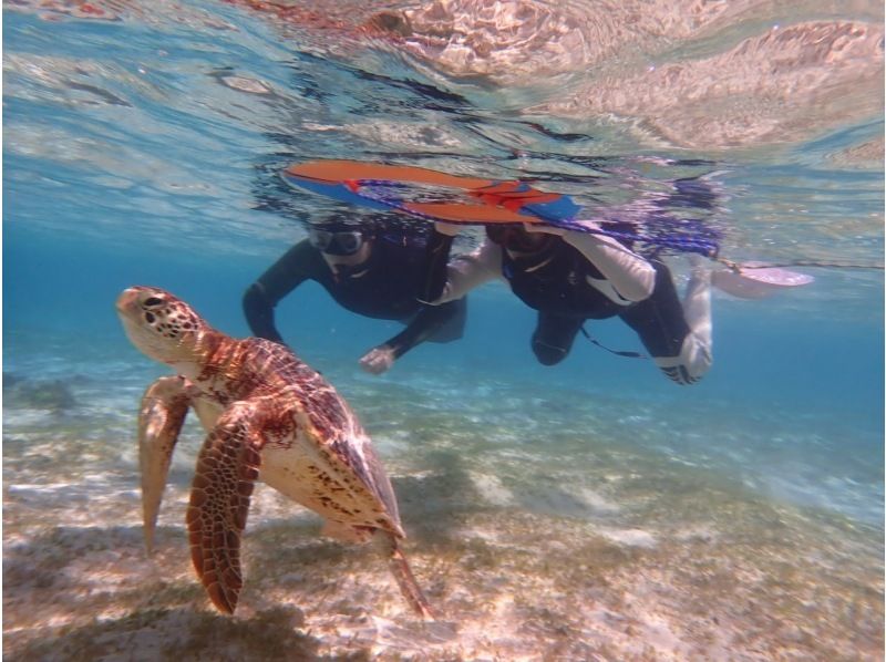 【沖縄・宮古島】驚異の遭遇率100%！ウミガメと大接近できるシュノーケリング！船酔い無!３歳～ok♡水中カメラ無料レンタル可♡写真動画無料の紹介画像