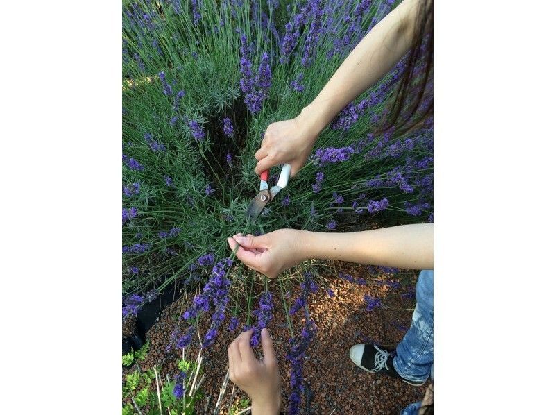 [Chiba / Choshi] Lavender flower picking experience (20) There is no worry about watering, so it is safe even while traveling!の紹介画像