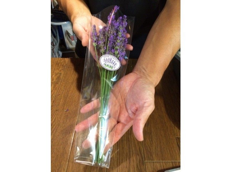 [Chiba / Choshi] Lavender flower picking experience (20) There is no worry about watering, so it is safe even while traveling!の紹介画像