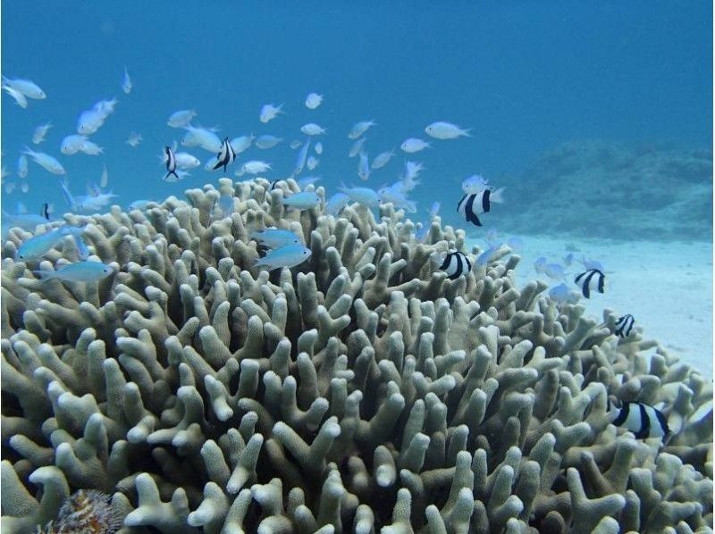 Miyakojima diving Service Islander Depot Recommended