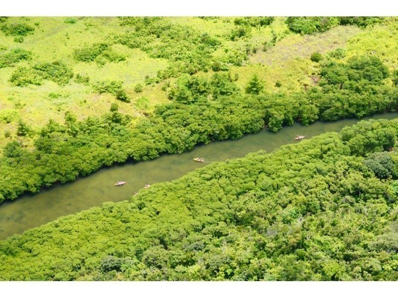 [西表島活動]為期半天的紅樹林獨木舟之旅和竹富島追加（帶午餐）の紹介画像