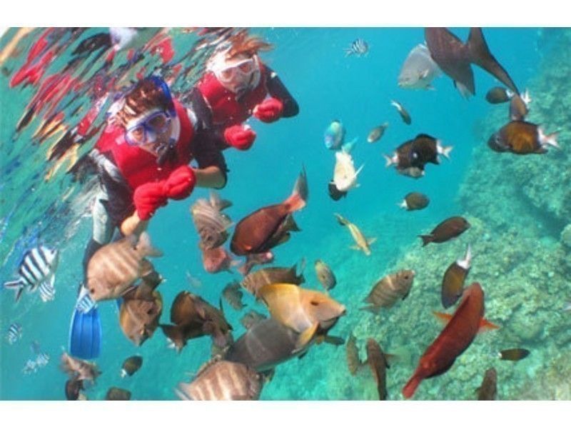 [โอกินาว่า・ ถ้ำสีฟ้า】ว่ายน้ำและถ่ายภาพนางเงือก★ปลาน่ารักและดำน้ำดูปะการังสีฟ้า! รูปถ่าย & เหยื่อไม่ จำกัดの紹介画像