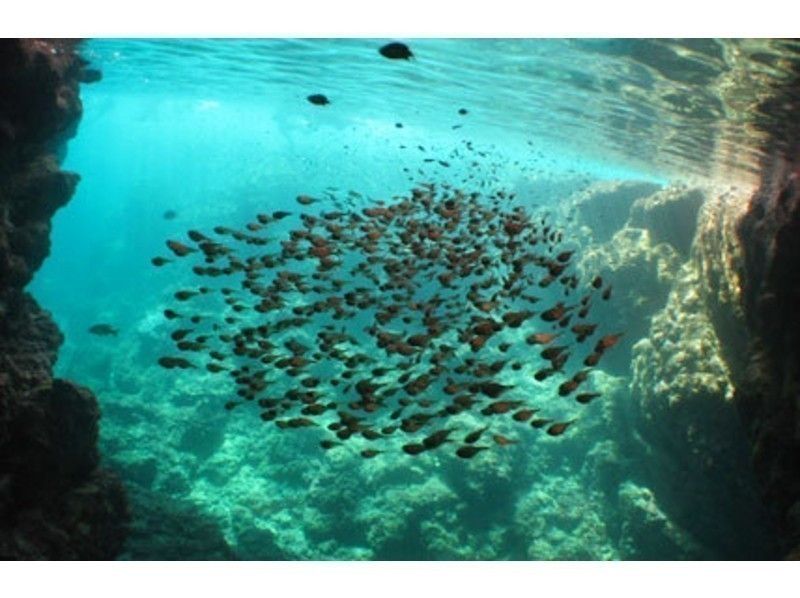 [โอกินาว่า・ ถ้ำสีฟ้า】ว่ายน้ำและถ่ายภาพนางเงือก★ปลาน่ารักและดำน้ำดูปะการังสีฟ้า! รูปถ่าย & เหยื่อไม่ จำกัดの紹介画像