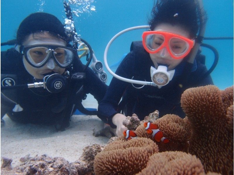 [Okinawa ・ Ishigaki island] 2,5h short experience Divingの紹介画像