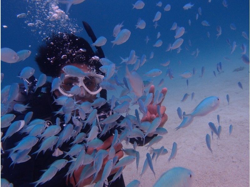 【沖縄・石垣島】２，５h体験 ダイビングの紹介画像