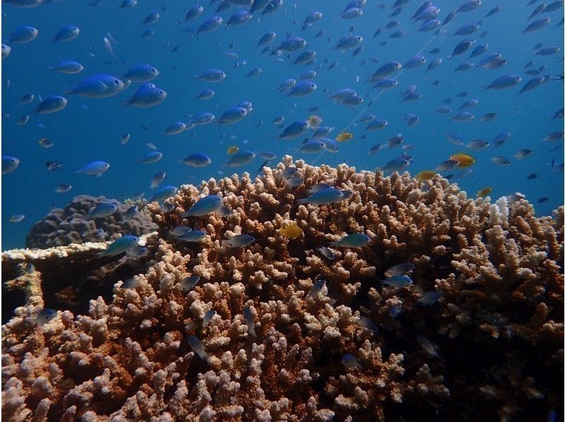 [Okinawa Ishigaki Island] 4, 5 hours AM snorkelingの紹介画像