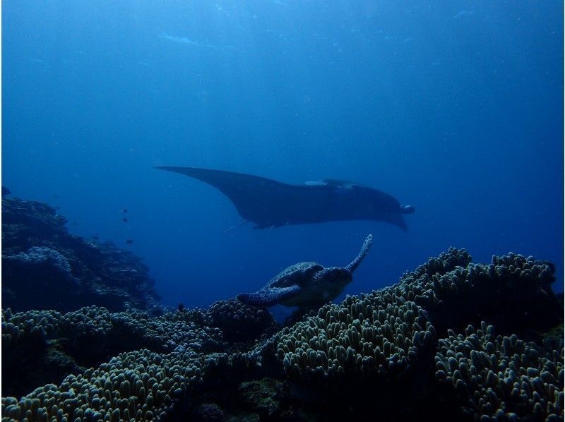 【沖縄・石垣島市街地発】1日シュノーケリングの紹介画像