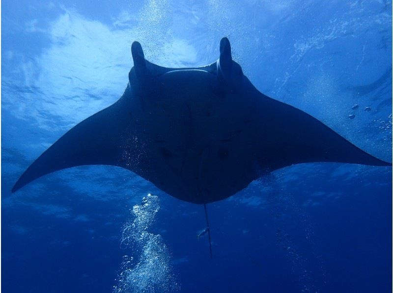 【沖縄・石垣島市街地発】石垣島市街地発&rArr;マンタポイント直行便シュノーケリングの紹介画像