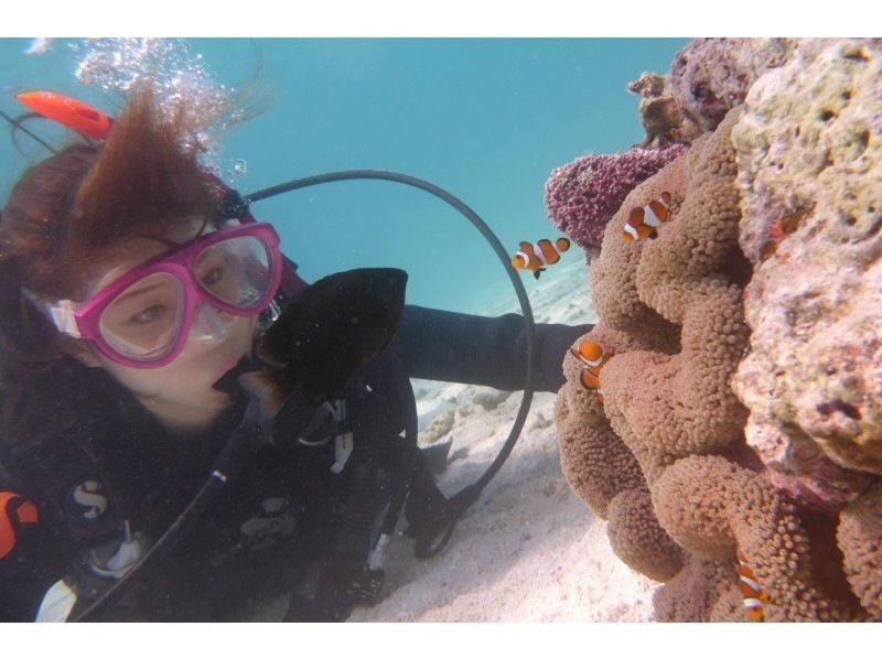 [Okinawa, Ishigaki Island city area departure] AM experience divingの紹介画像