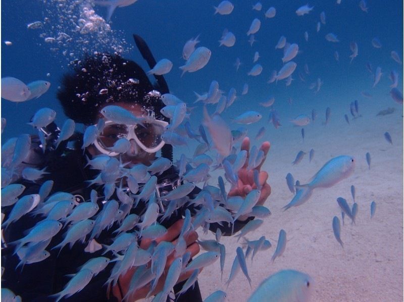 [Okinawa, Ishigaki Island city area departure] AM experience divingの紹介画像