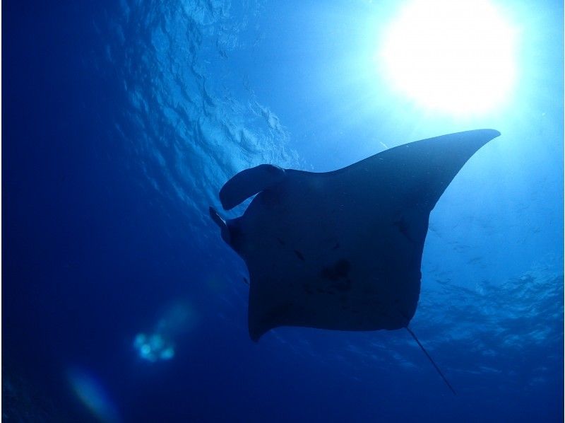 【沖縄・石垣島市街地発】1日体験ダイビング＆シュノーケリングの紹介画像