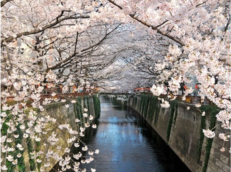 ≪団体予約でスムーズ入場≫迎賓館赤坂離宮見学&目黒川桜散策と庭園特別公開見学バスツアー【11994】の紹介画像