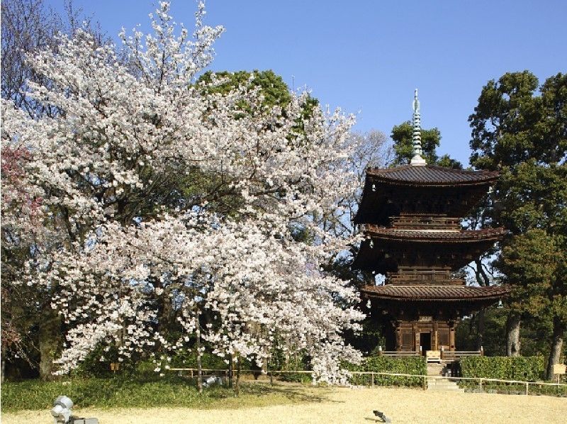 皇居「乾通り」春の一般公開&ゆったり桜庭園めぐりバスツアー ~松花堂御膳のご昼食~【11993】の紹介画像